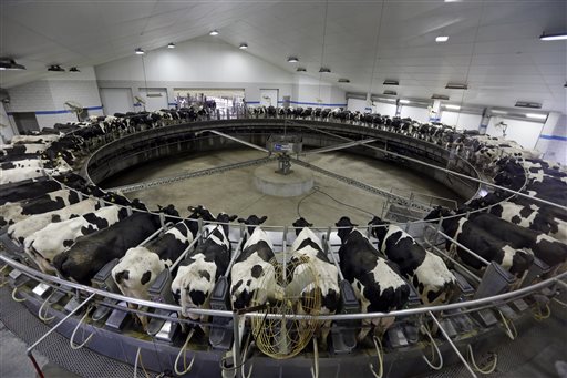 Food and Farm Dehorning Cows