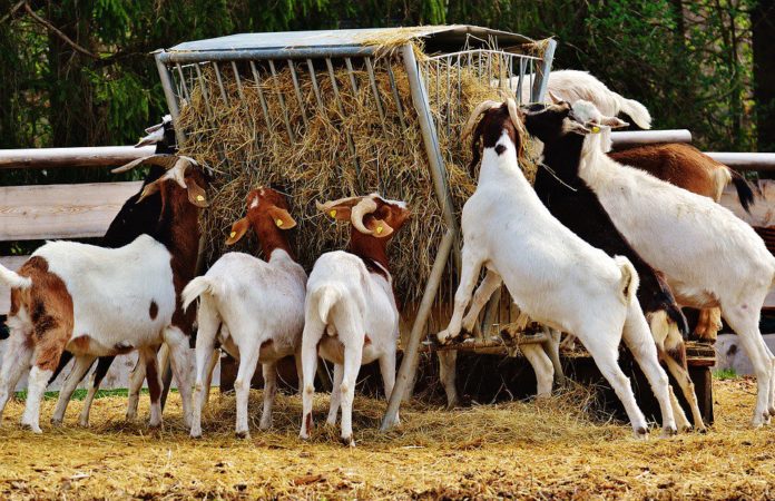 Page-29-besides-surviving-from-grazing-lands-goats-need-supplementary-feeding-like-cereal-and-legume-residues