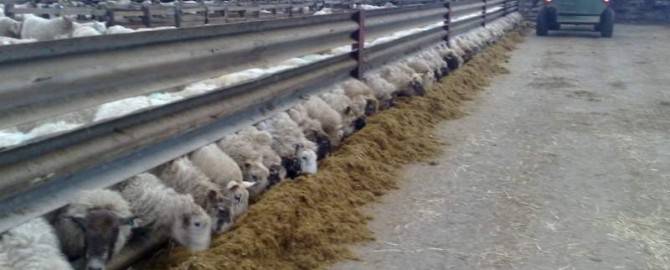 Sheep-feeding-670x270
