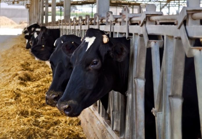 Yeast-may-boost-digestion-reduce-health-risks-for-dairy-cows-on-high-starch-diets_wrbm_large