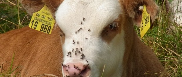 flies-on-livestock1-620x264