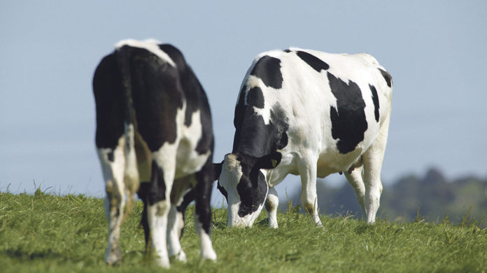 p18_jan_8_holstein024_Main