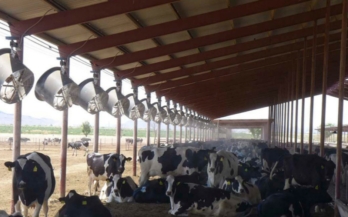Alamri_Arizona Sonora News Service_Dairy Fans